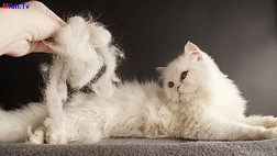 How to treat cat hair loss