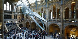 벨기에 브뤼셀 동물학 박물관 탐방 매혹적인 유럽 여행 경험